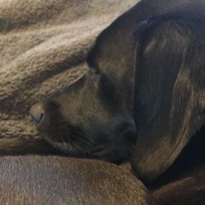 Meet your Posher, Anne